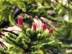 Branches of conerous Tree