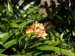 Madeira Flower Island