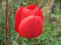 incredible beauty Tulip Red Blossom