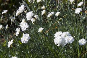 white Flowers