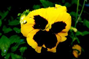 Close-up of the beautiful, blooming, yellow and black pansy flower with butterfly shape