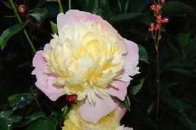 closeup view of bud Flower Blossom Bloom