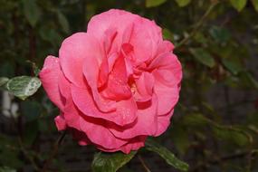 Rose Blossom in the dark garden close-up