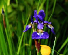 Flower Iris Blue green grass