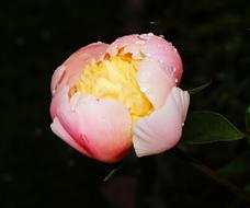 Flower pink yellow black background