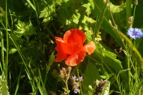 Poppy and cornflower in grass