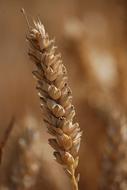 Wheat Cereals Agriculture