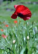Flowers Poppy