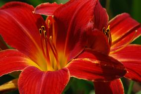 macro photo of bright red lilies