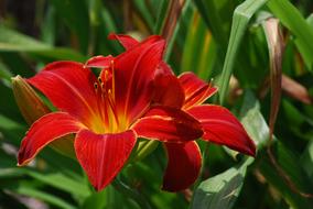 Close-up of the beautiful, red and yellow lily flowers, with the shiny, colorful leaves