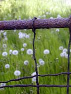 Fence Old Rust