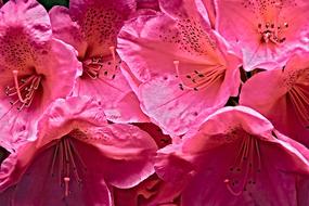 Rhododendron Flowers