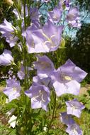 Bellflower Bloom violet