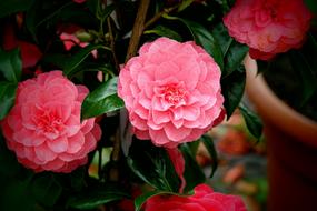 Pink Blossoms Flowers