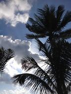 Mexico Palm Tree