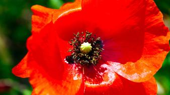 Flower Red Poppy macro