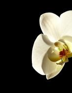 white orchid flower on black background