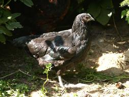 Chicken Feather Plumage