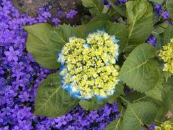 Hydrangea Blue Blossom in the garden close-up