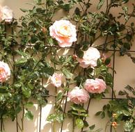 Climbing Roses Pink Garden