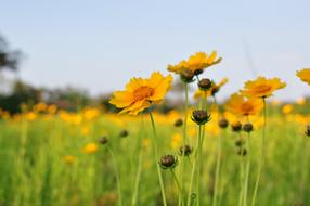 Yellow Flowers on green Field