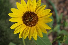 Close-up of the beautiful, blooming, yellow and brown sunflower, with the green leaves, in the summer, in light