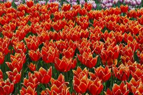 Flowers Tulips Spring