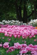 Flowers Tulips Spring