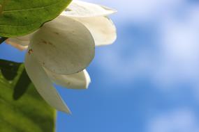 Close-up of the beautiful, blooming, white sommermagnolie flower with green leaves, at blue sky with white clouds on background