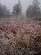 Grass Frost pink