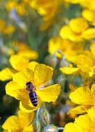 Brown bee on Wild yellow Flower