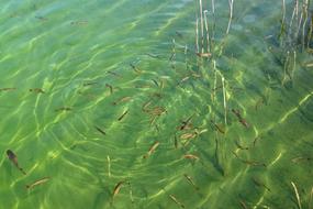 Fish Swarm Water