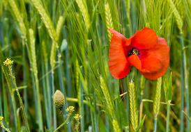 Poppy among green crops