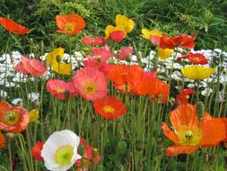 Flowers Red
