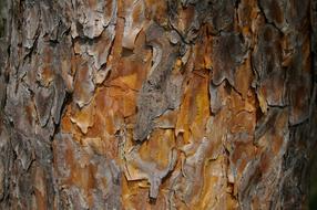 Pine Bark Conifer