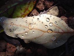 Leaf Drops