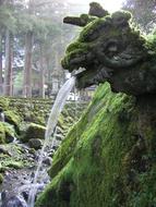 Japan Zen Dragon