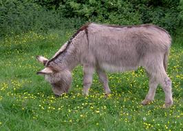 Donkey Ass Equus Africanus
