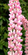 Pink Flowers Lupins