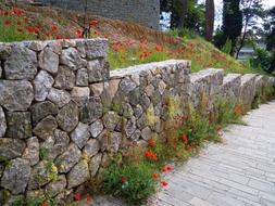 Poppy Red Poppies Stone