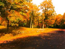 Fall Colors Autumn Golden