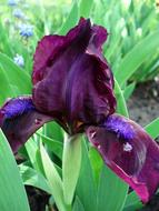 dark purple iris in the garden