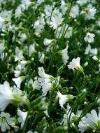White Flowers Small