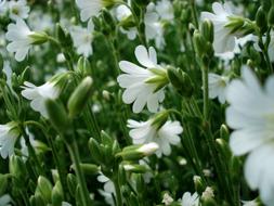 White Flowers Small