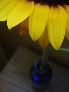 yellow flower in Blue Vase