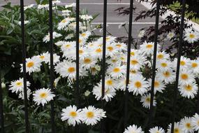 bushes of white daisies behind the fence