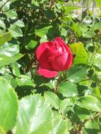 Red Rose green leaves