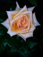 closeup view of yellow and pink Rose in darkness