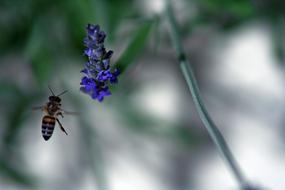 Bee, flying near the beautiful, blue flowers, in the spring