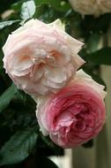 Rose Floribunda Blooms close-up